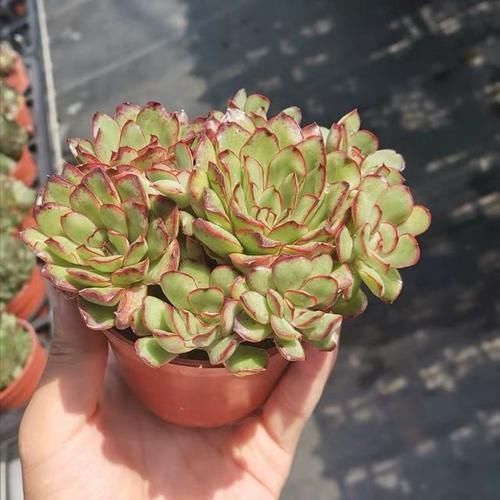 花友|2种美得像花一样的多肉植物，隔着屏幕都能感受到它的美，真漂亮