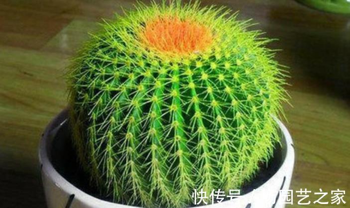 养花别大意，3种花对身心健康不利，再喜欢也别养，你养过几种？