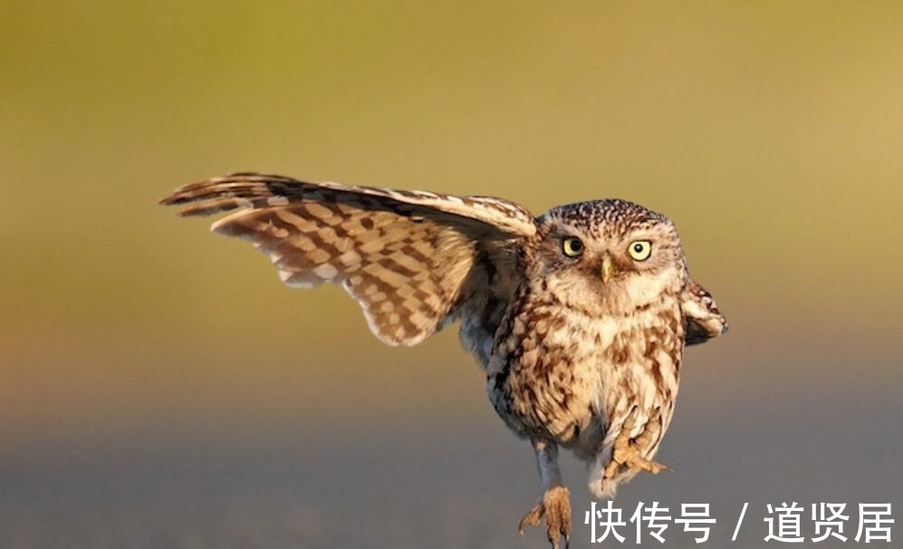 称之为不祥之鸟、报丧鸟,有科学依据吗?