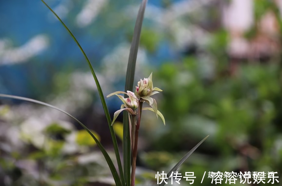 新手养兰花，要注意3点，先学会怎么养不死，再学怎么养好