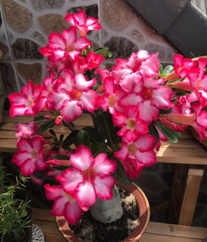 花朵|你见过比它们还红的花吗纯正的国旗红，艳丽夺目！