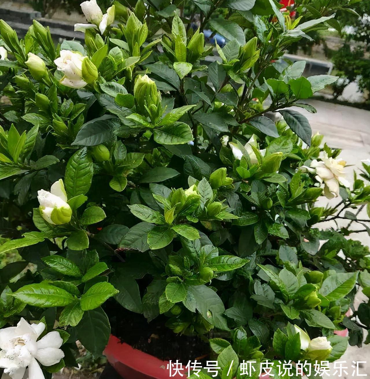 冬天花市“猫腻”多,5种“激素花”,多好看也别买,白白浪费钱