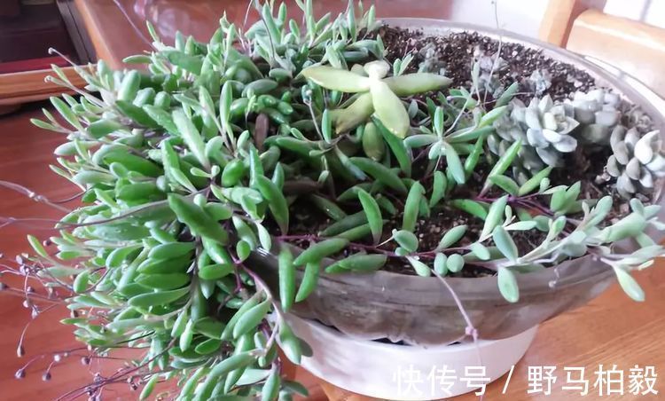 叶子|这种多肉吊起来养,所谓像一串串葡萄一样,美爆了
