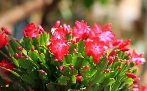 根部|别再花钱买蟹爪兰,摘片叶子插水里,20天左右就生根,当年能开花