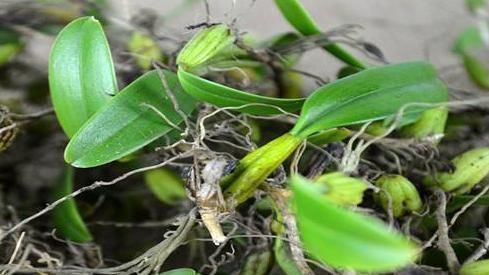 咳嗽|立秋后,肺热咳嗽不止,常用此草煮水,养阴润肺,咳嗽不咳