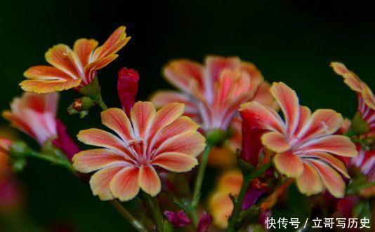 几种小花,花期长堪称劳模,一朵朵红艳艳,绚丽夺目