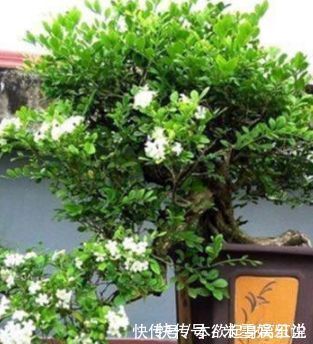 花树苗|别养绿萝!此花号称“第一香”,一年开花188天,见土就活