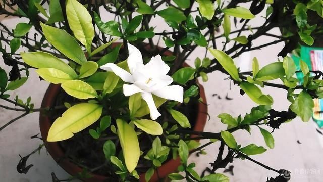 3种花都是“酸水”喂大的,每月浇点醋,黄叶消失,花满枝