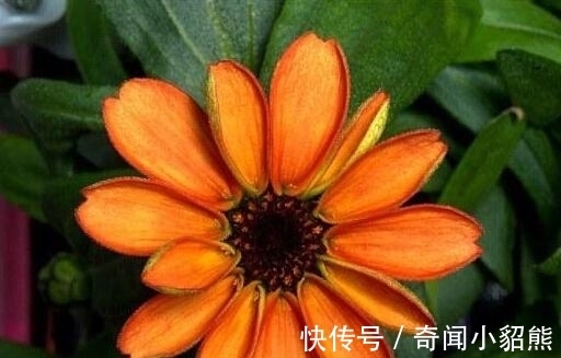 生命力|名字是草却是花,你认识这种植物吗?