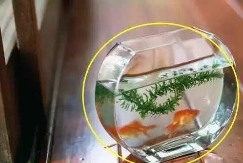 卧室|卧室里不要放这5样东西，有钱人从不犯，怪不得身体越住越差