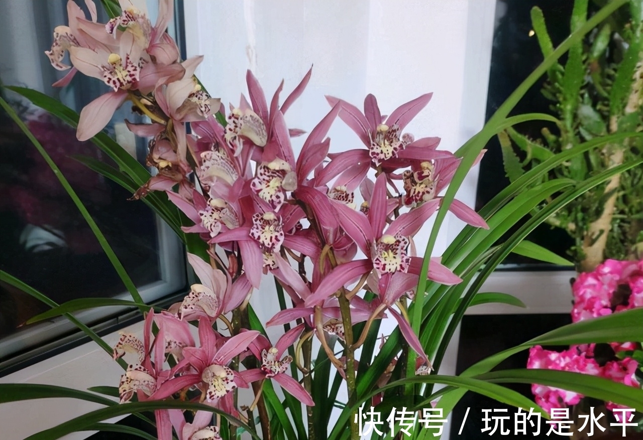 叶片|一款被名字耽误的兰花,开花勤,花色艳,性价比高,适合新手