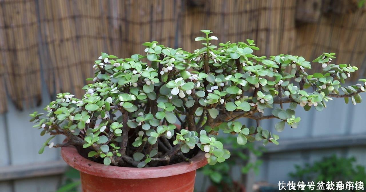 扦插|扦插金枝玉叶,用1招,长根快,成活率高达99%