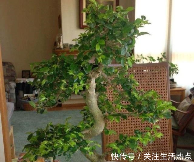 榆树盆景落叶啥原因春季咋养会让它更美呢!