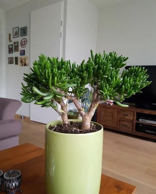 塑造|适合布置成盆景的几种多肉植物,可以塑造合适形态,不用频繁给水