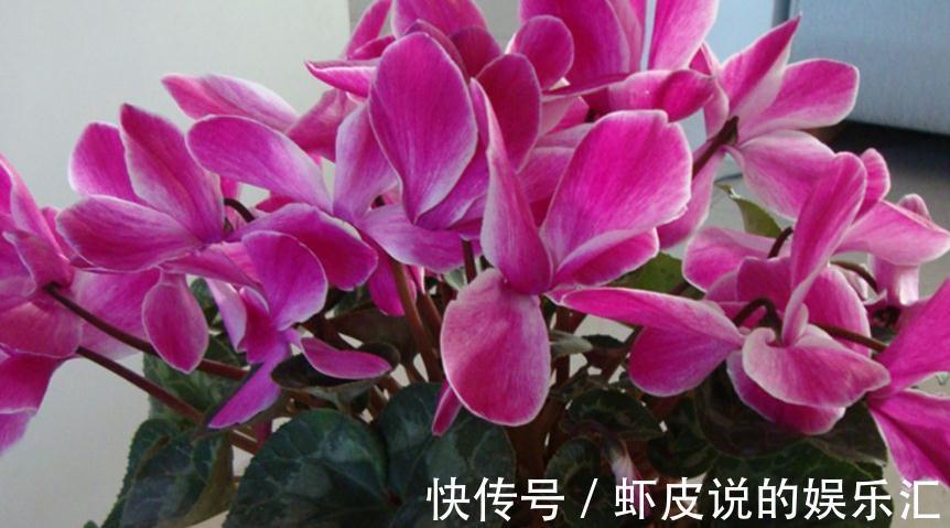 花苗刚买来时枝繁叶茂花团紧促，可过上几天就不行了，是什么原因