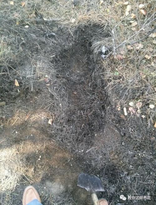 腐叶土|自制4种营养土，再也不板结烂根，大白根能挤破盆！