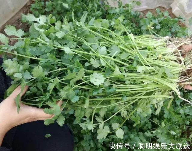 新鲜|香菜吃不完,婆婆用这种方法保存,香菜新鲜脆嫩,放一年都不会坏