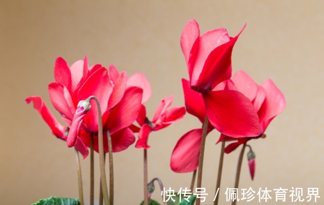 分享9种有格调的“旺财花”,除了好看,还吉祥,寓意财源滚滚