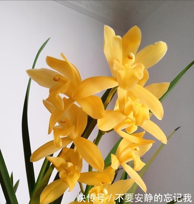 绿萝|放弃绿萝吧,这款花色“金黄”,香味浓郁的兰花才最值得入手!