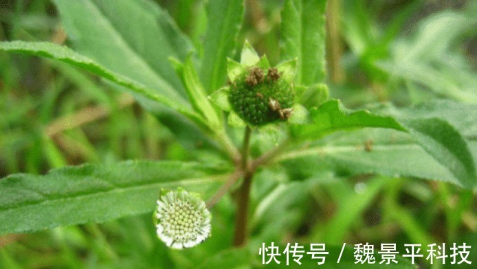 野草|此野草看似不起眼，却有生发之奇效，脱发人来了解一下吧！