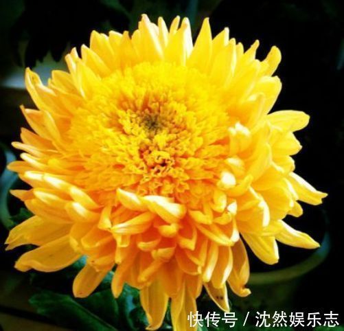 珍稀品菊“唐宇托桂”，似金凤展翅，金光灿灿，堪称养花必备