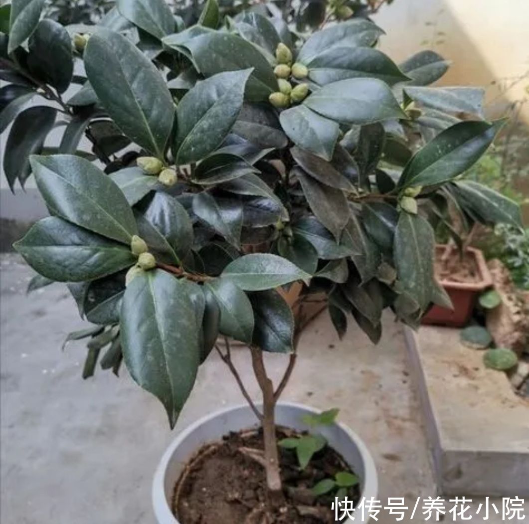 酸性|茶花不好养？掌握5个“技巧”，就能养得花繁叶茂