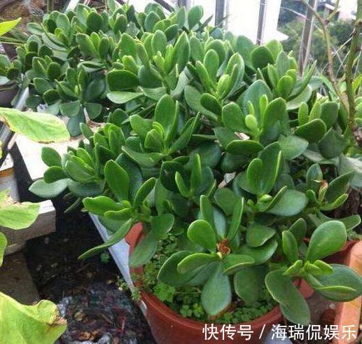 枝条|玉树想繁殖，2种“小方法”，7天就生根，一棵秒变“几十盆”