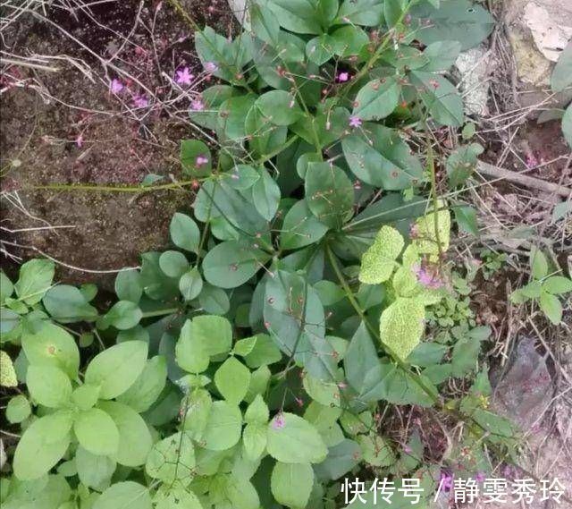 野菜|乡间土生土长的人参是一种高级补品，滋补强身，价值连城