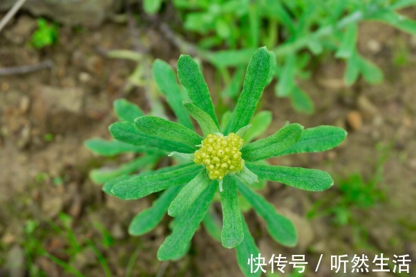 鱼腥草|66种野菜大图片，带你见识不同的野菜和吃法，你想要的野菜这里有