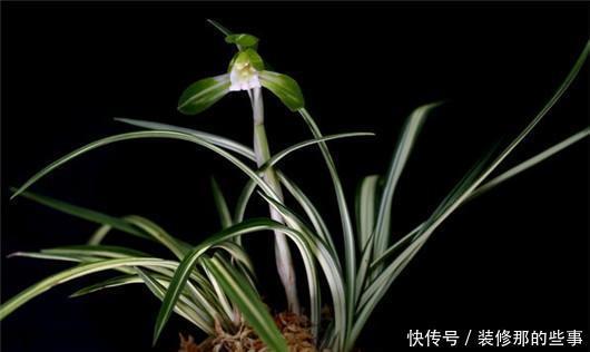 淋死|梅雨季节仙人掌、文竹、兰花、芦荟等别淋雨,很容易淋死