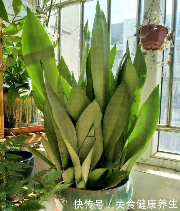 偷偷告诉你,高手养花必备“4个技巧”,养啥花都能“枝粗叶绿”!