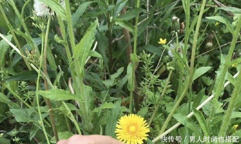 最茂盛|清明过后,这6种野菜不吃太可惜,营养丰富,多吃能增强抵抗力!