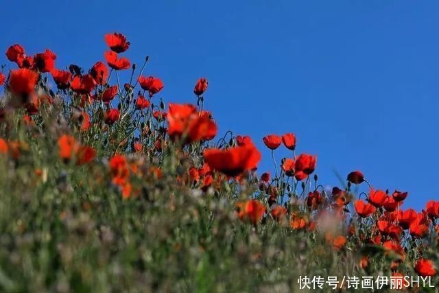 艳压群芳|美丽新疆:天山红花红似火