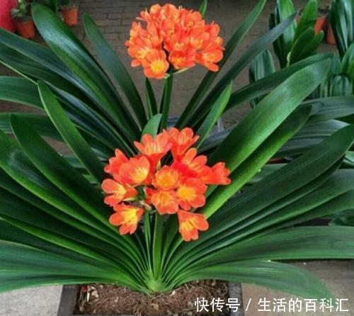 万能土|公认的养花万能土,户外挖一些,啥花都喜欢,能省不少钱!