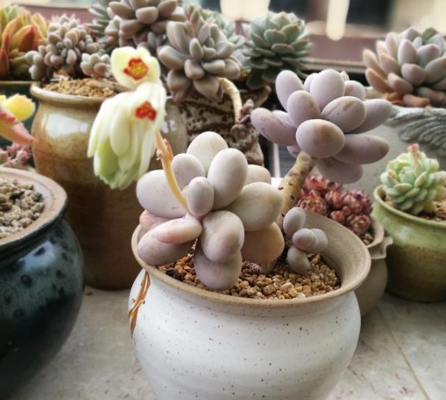 多肉植物缓苗很简单，选择合适湿度的土壤，利于多肉发根