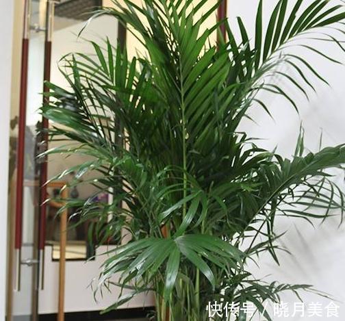 秋天室内过于干燥,不妨养上3种花,空气湿润,枝叶翠绿