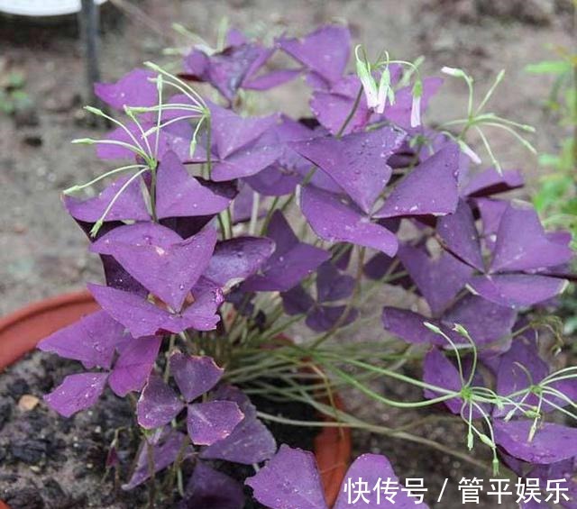 花儿|好养、好美的“4种花”,种下就活,连年开花,能养一辈子