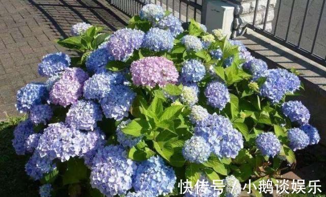 种花|“7种花”适合养家里，一年四季都能养，开花迷人，一盆养好多年