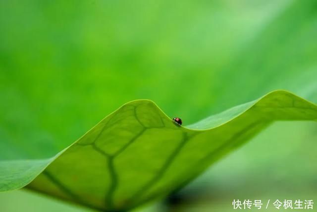 后滩|“荷花仙子”拍了拍你，想和你来场浪漫的夏日约会~