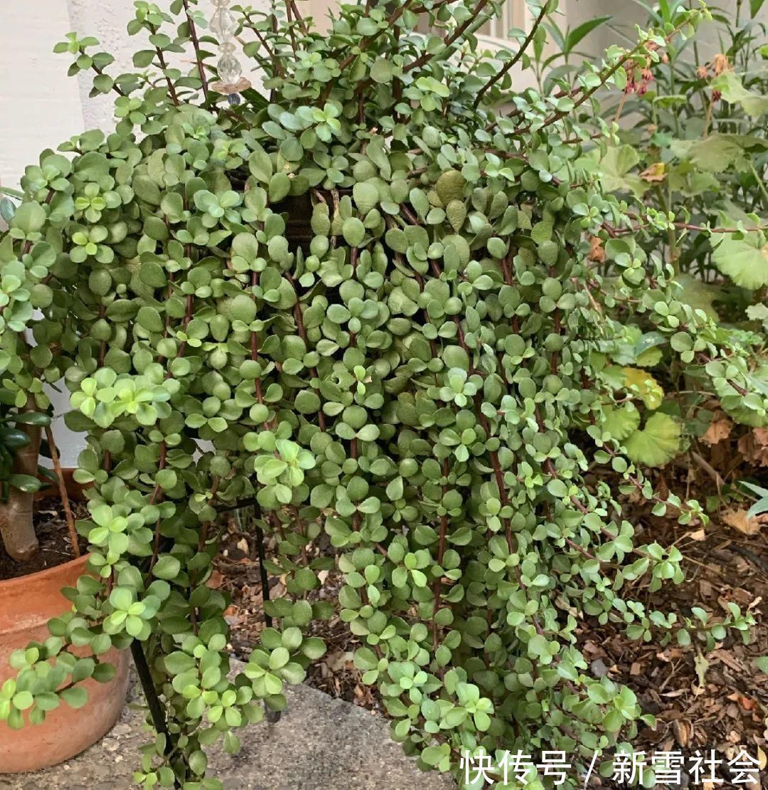 氮钾|金枝玉叶开花了,真花长这样,很多人没见过