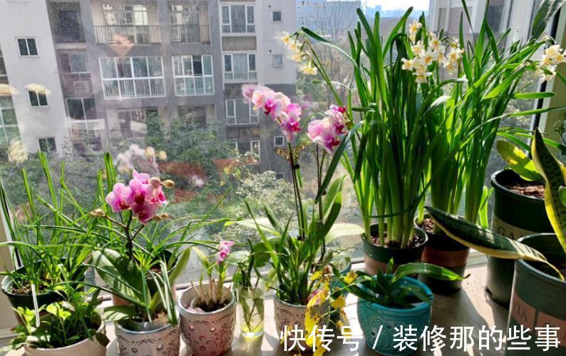 株苗|天气时冷时热，养花别急着干3件事，不然盆栽很难安然过8月