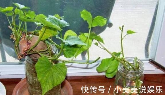 阳台|城市人阳台盆栽蔬菜,选啥合适此4款既能当绿植观赏又能吃