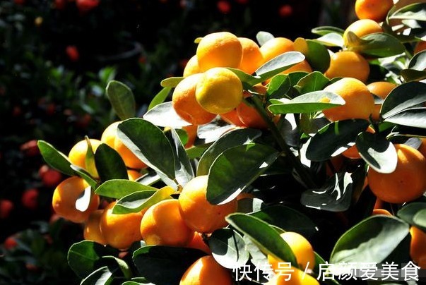 此花被称为“转运珠”,寓意收获和招财,可以让家人更加发财旺运