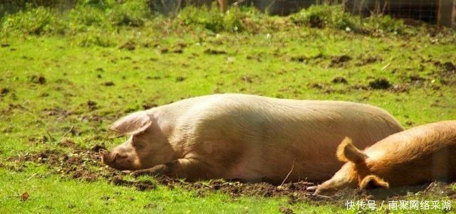 扔下|城池被围三年弹尽粮绝,守将朝城外扔下几头猪,敌军吓得连夜撤退