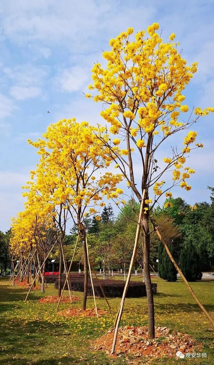 真好看！华师最美校花由你来选