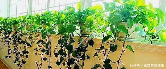 养绿萝，别忘加点这种“料”，叶片不黄，新芽猛窜，一个月就爆盆