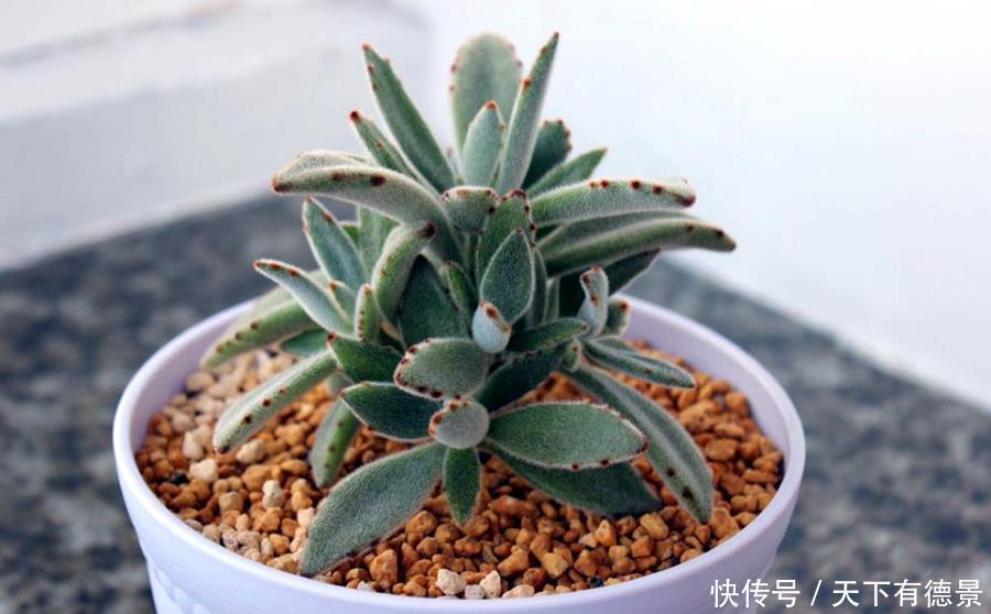 兔耳多肉真可爱，品种不同有区别，学一学养护方法