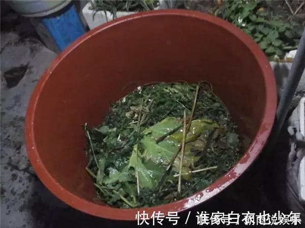 莲藕|大妈用水桶种莲藕,没想到藕多得把桶都撑破了,方法还那么简单!