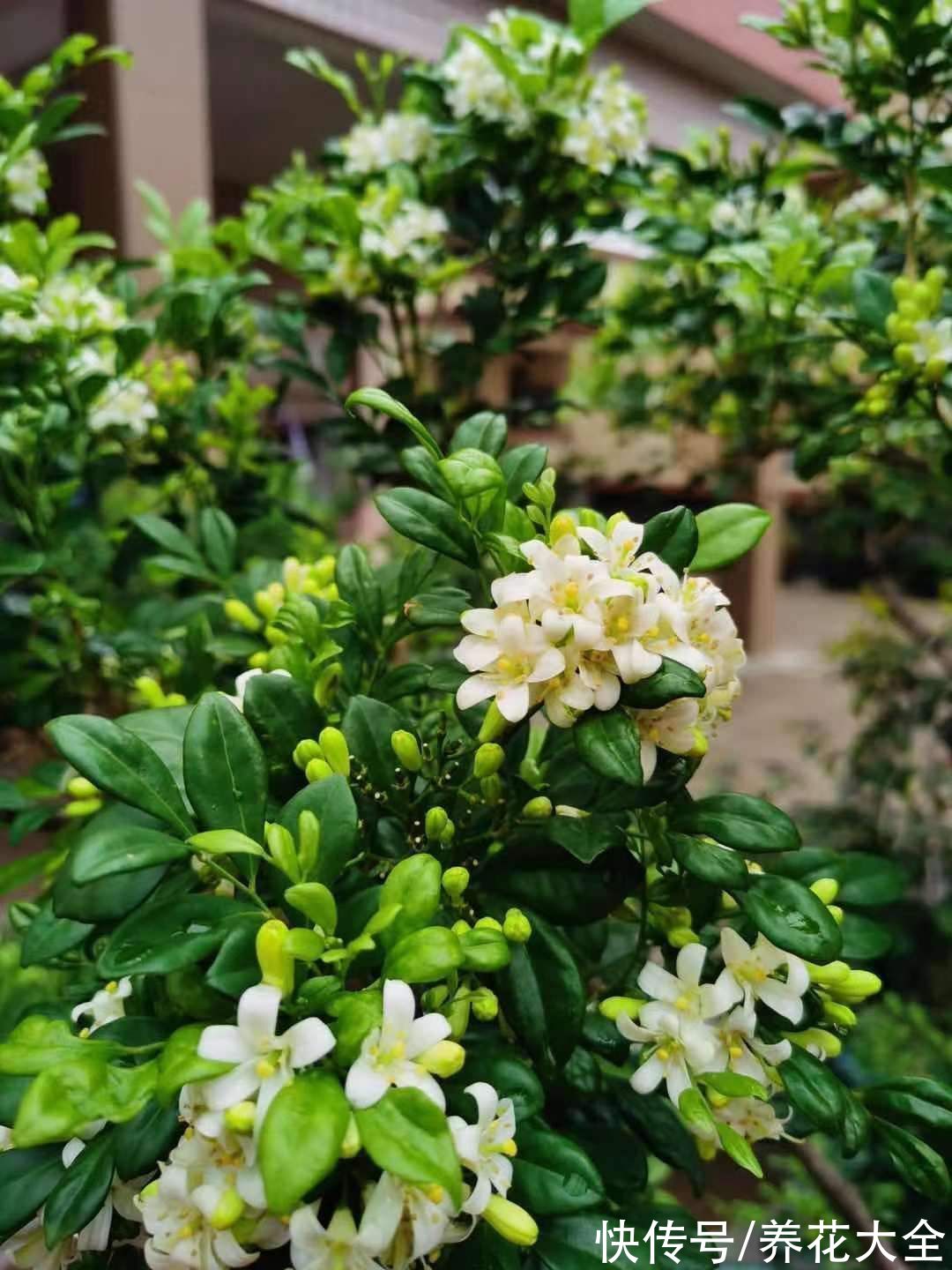 图鉴|100种常见花图鉴，图文并茂非常详细，收藏起来慢慢看