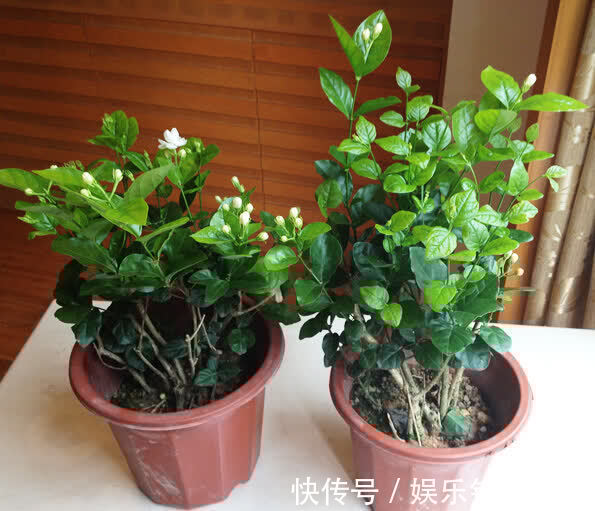 哪些花卉适合秋季盆栽,开花美、好管理?这4款首当其冲,值得